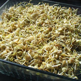 lentil green microgreen sprouting seeds