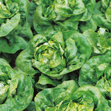 lettuce arctic king butterhead vegetable seeds