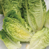 lettuce valiant winter gem seeds