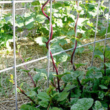 malabar red spinach vegetable seeds