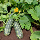 marrow tiger cross vegetable seeds