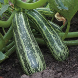 marrow tiger cross vegetable seeds