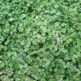 Corsican Mint Herb Seeds