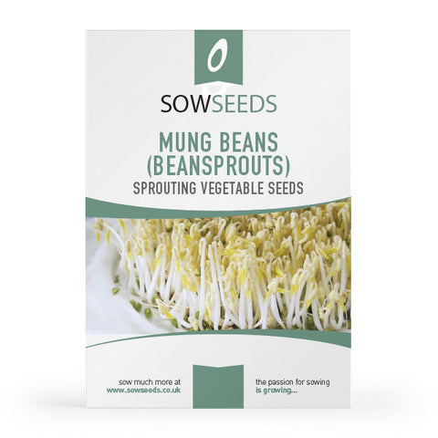 Mung Beans Beansprouts Sprouting Seeds
