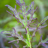 mustard red frills vegetable seeds