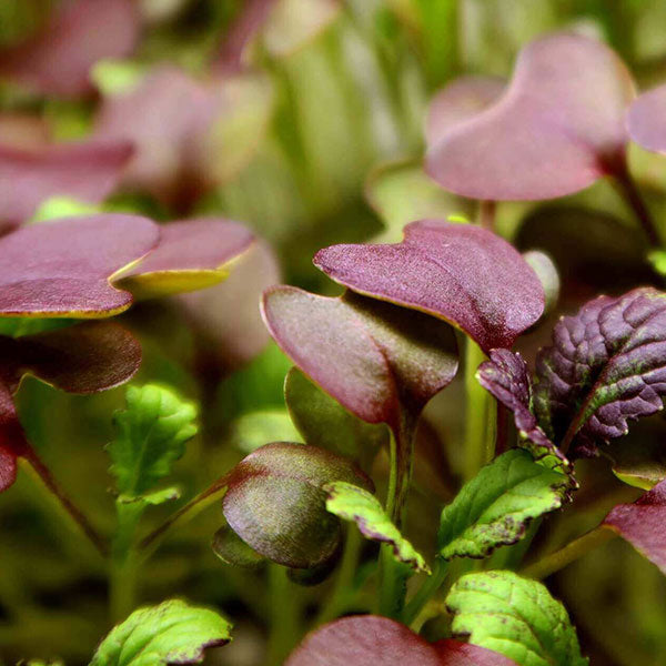 Pousse Rouge Mustard Red Microgreens Seeds | Quality Seeds from Sow Seeds Ltd