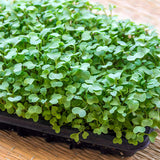 mustard white microgreens sprouting seeds