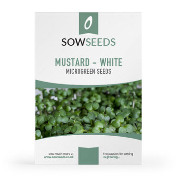 mustard white microgreens sprouting seeds