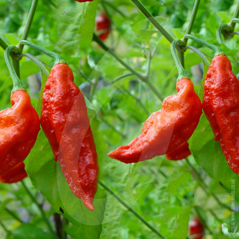 Morich Chilli Pepper Naga Morich Seeds | Quality Seeds from Sow Seeds Ltd