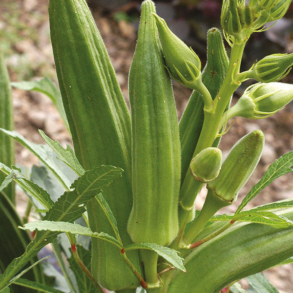 Okra Clemson's Spineless Seeds Quality Seeds from Sow Seeds Ltd