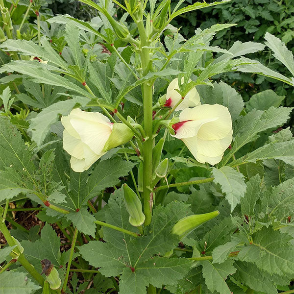 Okra Clemson's Spineless Seeds Quality Seeds from Sow Seeds Ltd