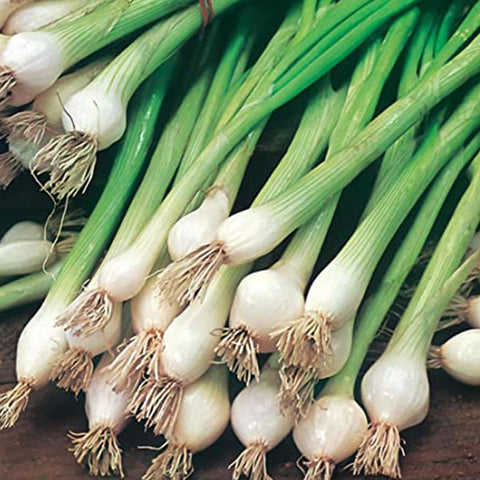 Salad/Bunching Onion Ramrod vegetable seeds