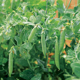 pea kelvedon wonder agm vegetable seeds