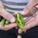 pea kelvedon wonder agm vegetable seeds