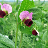 pea kelvedon wonder agm vegetable seeds