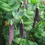 Pea Shiraz Seeds