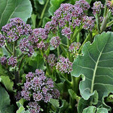 purple sprouting broccoli early vegetable seeds