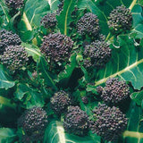 purple sprouting broccoli early vegetable seeds