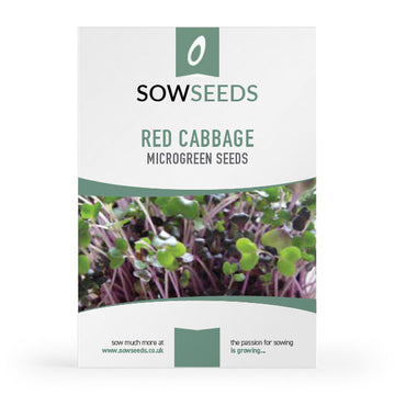 red cabbage microgreen sprouting seeds