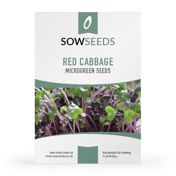red cabbage microgreen sprouting seeds