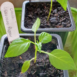 rekha garden and kitchen serrano chilli pepper seeds