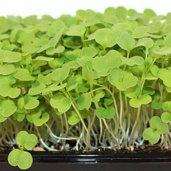 Rocket Microgreens Seeds Quality Seeds from Sow Seeds Ltd