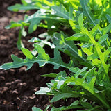 rocket wild vegetable seeds