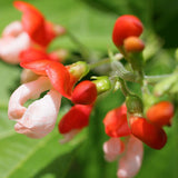 runner bean painted lady seeds