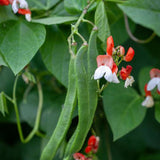 runner bean painted lady seeds