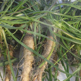Salsify Sandwich Island Seeds