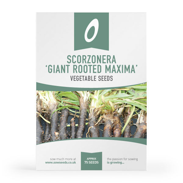 Scorzonera Giant Rooted Maxima Seeds