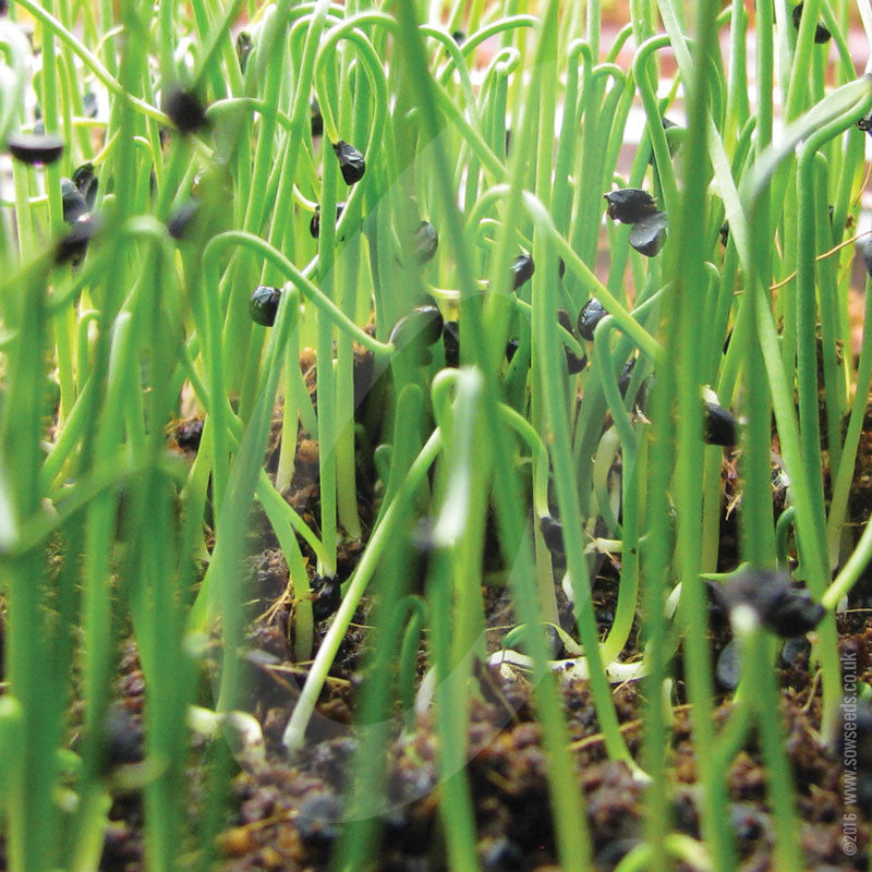 Garlic Chives Chinese Leek Microgreens Sprouting Seeds | Quality Seeds ...