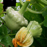 squash custard white vegetable seeds