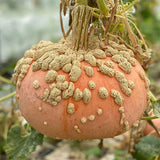 squash galeuse d'eysines heritage vegetable seeds