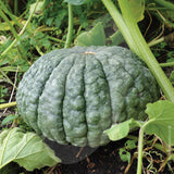 Squash Marina di Chioggia Seeds