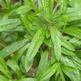 Summer Savory