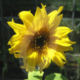 Sunflower Giant Yellow Cut Flower Seeds