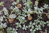 swede and corn salad lambs lettuce intercrop companion planting