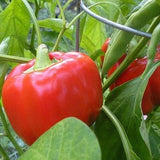 sweet pepper californian wonder heritage seeds