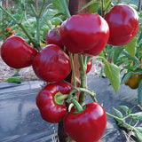 Sweet Pepper Topepo Rosso AGM Seeds