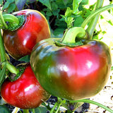 Sweet Pepper Topepo Rosso F1 AGM Seeds