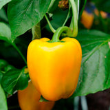 sweet pepper golden summer mix red orange yellow seeds