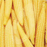 Sweetcorn Minipops F1 Seeds