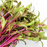 swiss chard bright lights microgreen seeds