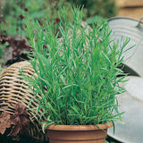 herb tarragon russian perennial seeds