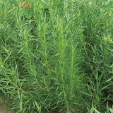 herb tarragon russian perennial seeds