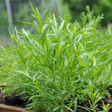 herb tarragon russian perennial seeds