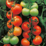 tomato ailsa craig vegetable seeds