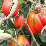 Tomato Cuor di Bue Albenga F1 vegetable seeds