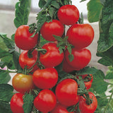 tomato alicante agm vegetable seeds